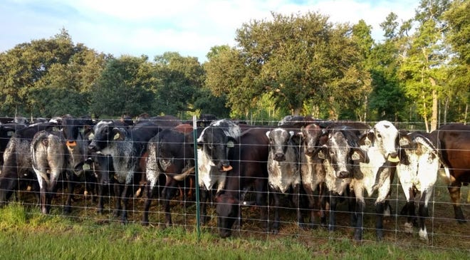 Girolandos bring the best of the two breeds together. Wheeler’s team breeds them by repeatedly mating Holstein and Gyr parents (and intermediate hybrids), resulting in animals that are five-eighths Holstein and three-eighths Gyr.