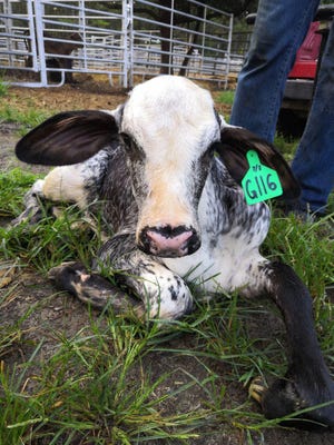 In November 2020, Wheeler’s team witnessed the birth of the first U.S.-bred Girolando heifer and purebred Brazilian Gyr bull calves at Chessie Creek Farms in Walterboro, South Carolina. About 100 more Girolando calves are due in September.