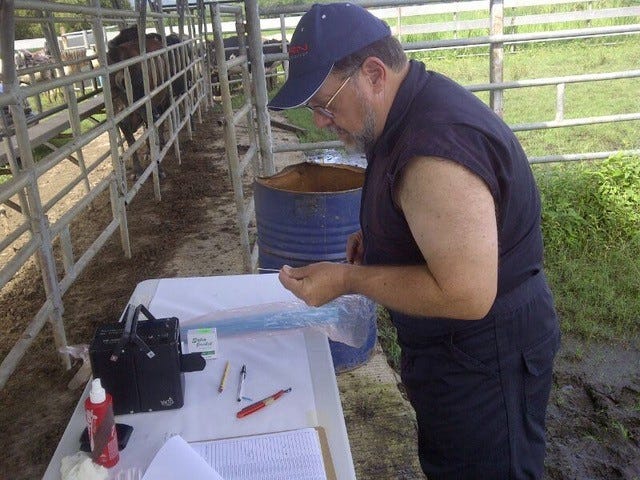 Matthew Wheeler, project leader and professor in the Department of Animal Sciences, says his first Girolando heifer will be producing milk in 2022, and he expects yields at least 10 times that of Gyrs in their native range.