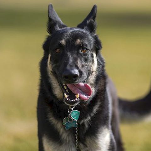 The Biden's family dogs Champ and Major have gone 