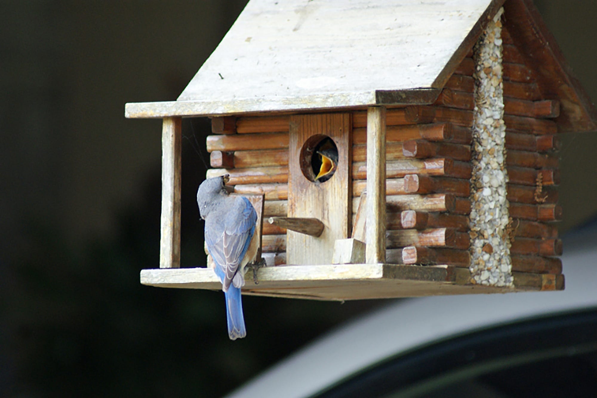 Brandnew Cedar Bluebird Wild Bird House Sweet House for Birds FREESHIPPING !!! 