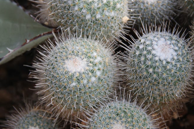 Twin spined cactus