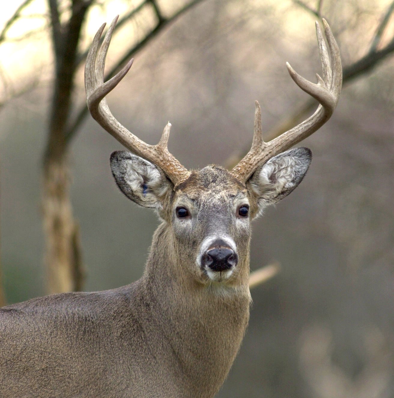 White-tailed deer hunting season begins in Ohio on Sept. 24 and will end on Feb. 5, 2023.