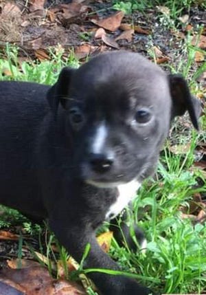 Ziti, a baby female American Staffordshire terrier mix, is available for adoption from Wags & Whiskers Pet Rescue. Routine shots are up to date. Call 904-797-6039 or go to wwpetrescue.org.