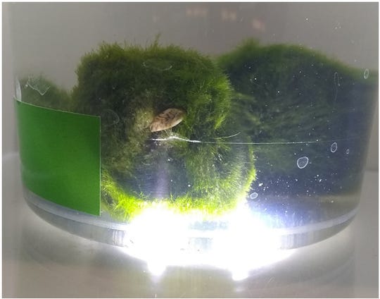 A picture of a moss ball with an invasive zebra mussel hiding in the ball. This was a moss ball discovered by Indiana Department of Natural Resources official Eric Fischer at an Indiana pet store. These infested moss balls have been found in pet stores in more than 20 states, and federal and state agencies are trying to control the spread.