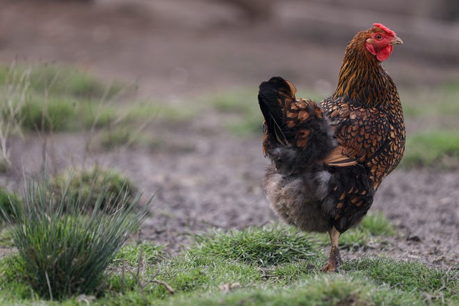 Uno de los puestos de pollo de Glenda y Monty Brooking se para en un corral cerca del futuro sitio de Foster Farm Chicken Ranch cerca de Scio.