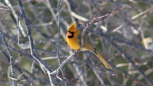 The yellow cardinal visits the Curry household thr