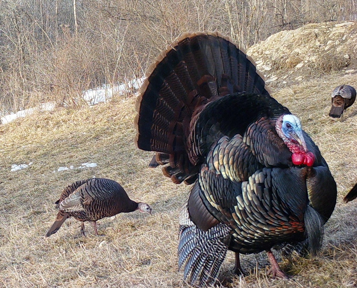 In the Outdoors: Chasing gobbles this spring