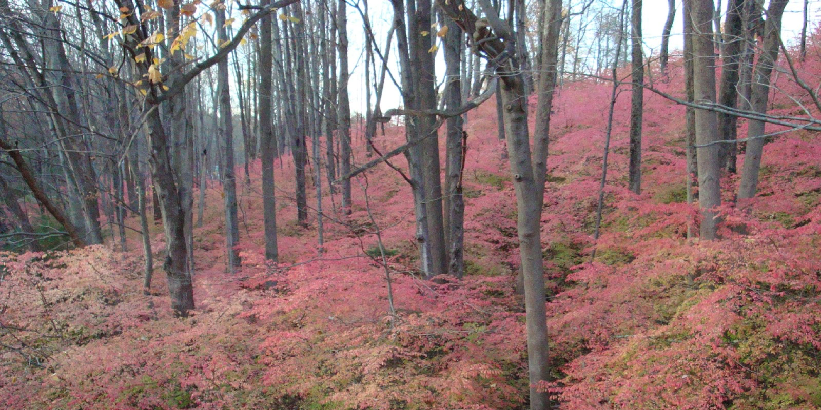 These 5 plants might be wreaking havoc in backyard