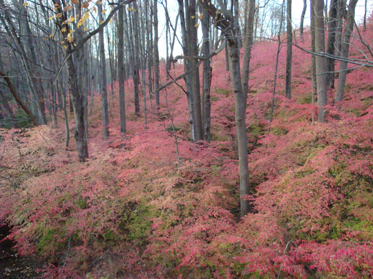 Burning bush is a favored landscaping plant because of its bright red colors. But it's also invasive, and can interrupt ecosystems.