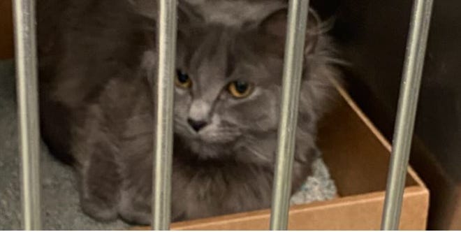 Cincinnati Animal Care took in 30 cats this week after finding more than they bargained for at a Colerain Township home.