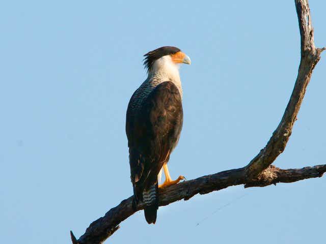 birds around austin