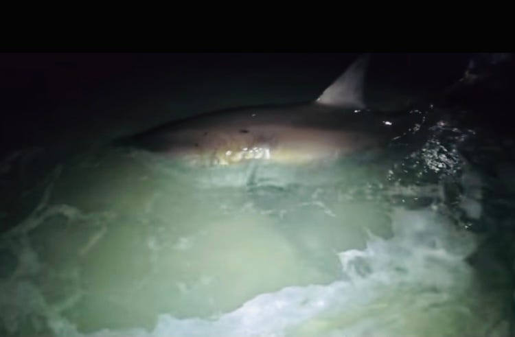Great white shark on Pensacola Beach caught, released by local charter