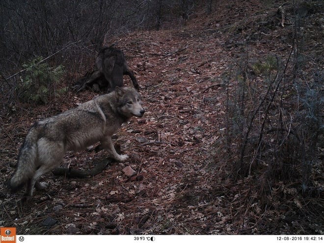 The gray-colored wolf is most likely a female, said CDFW wolf biologist Kent Laudon. Behind her, OR-85 rolls on the ground in this still photo taken from trail camera footage in Siskiyou County.
