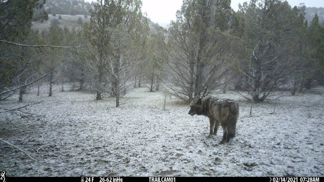 A gray wolf known as OR-85 as seen on trail cam footage in Siskiyou County last month.