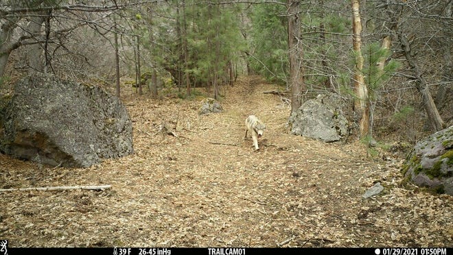 What is thought to be a female wolf was caught on trail cam footage in Siskiyou County in late January.