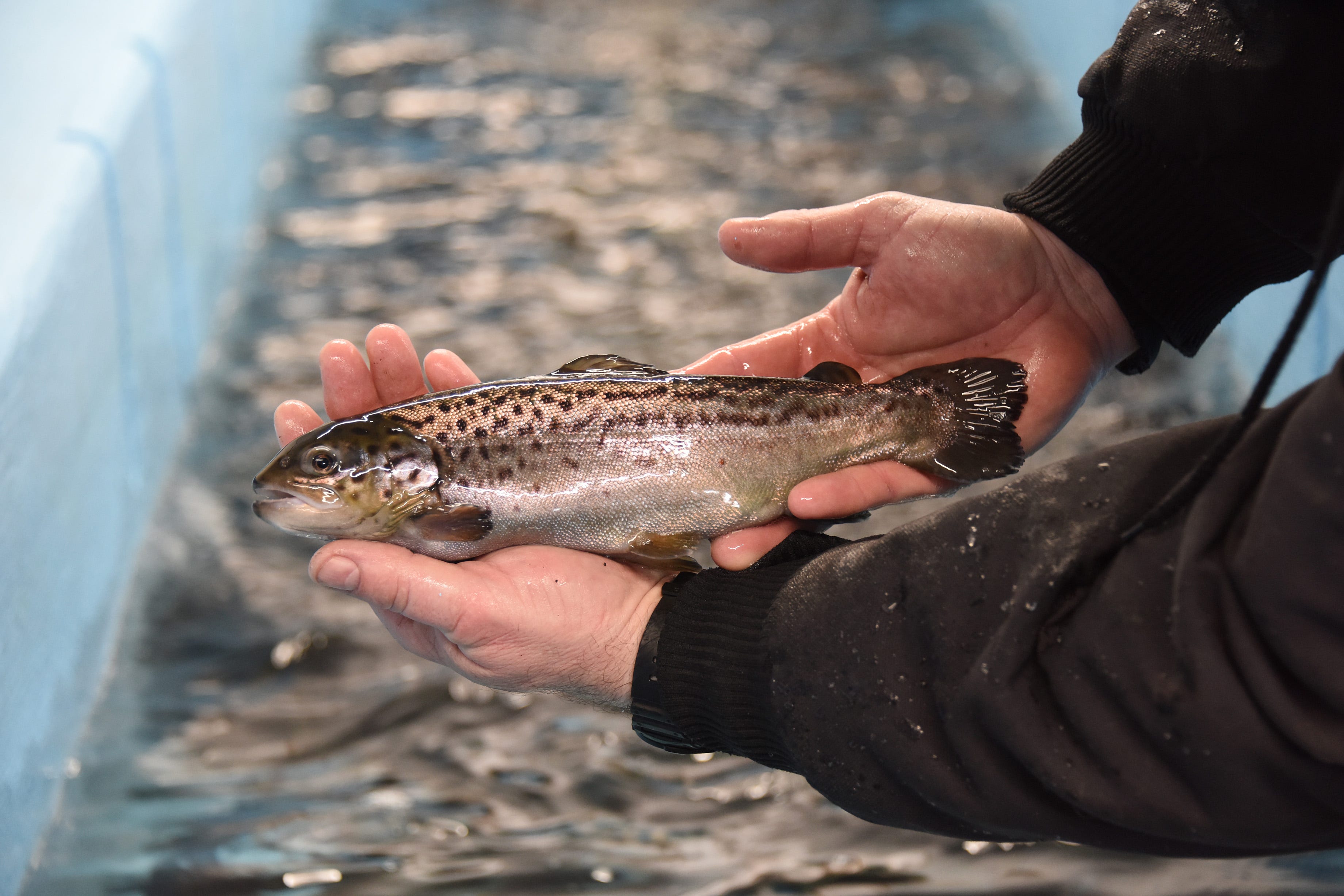 Pennsylvania Fish & Boat Commission hatcheries raise trout for anglers