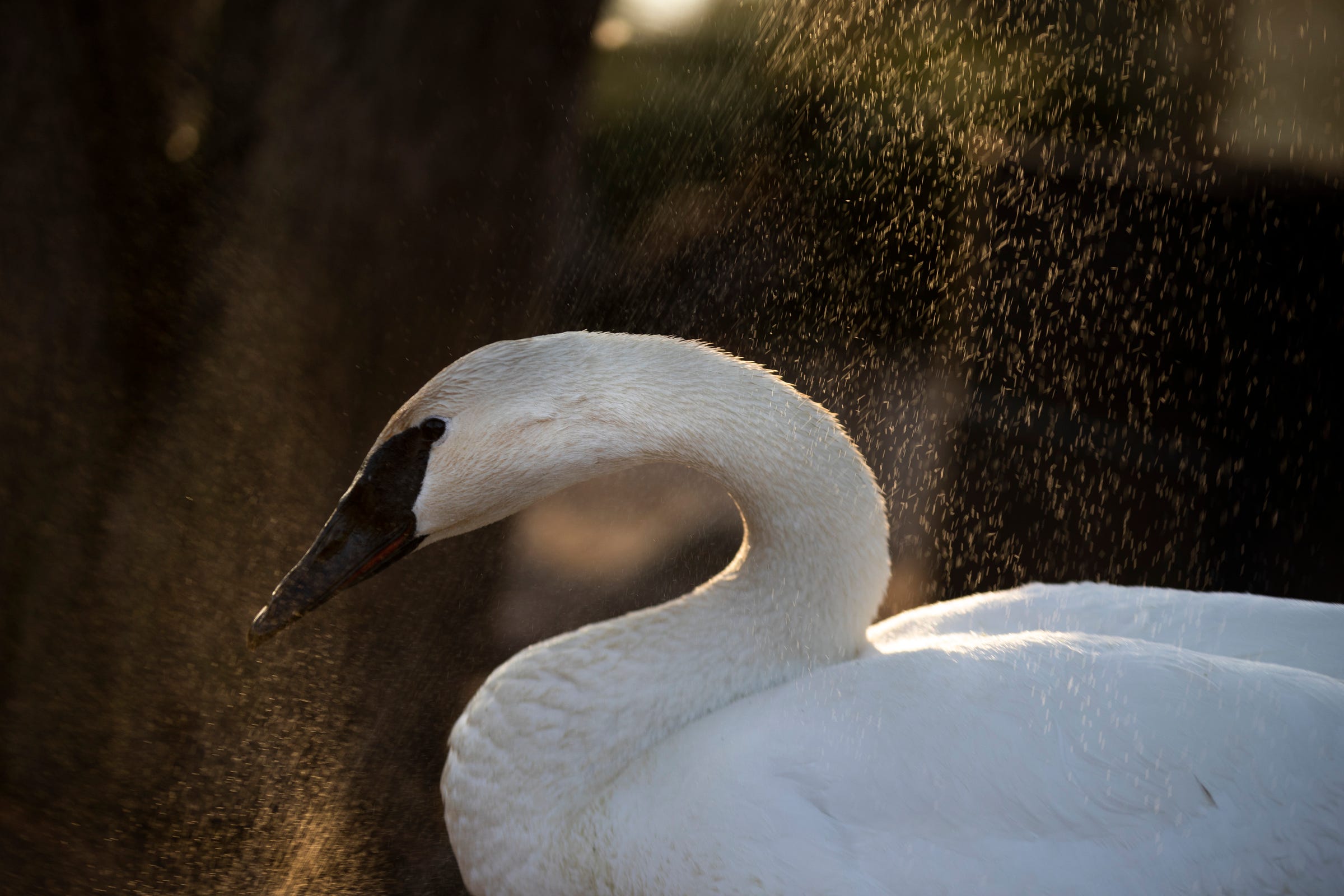 A trumpeter swan stands in front of a water spray at the Michigan Duck Rescue and Sanctuary on Wednesday, March 17, 2021, in Salem Township.