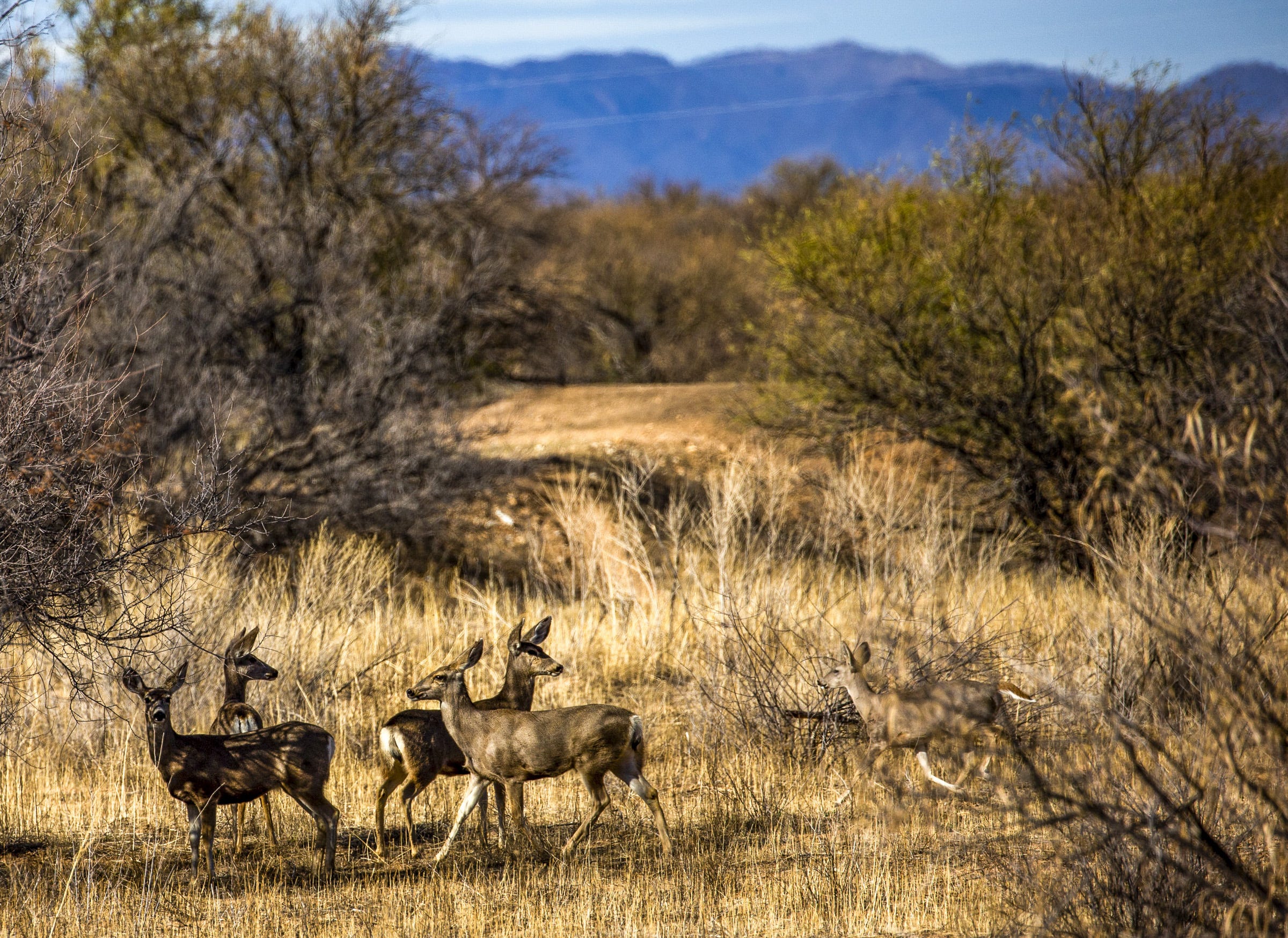 Deer prick up their ears near Sasabe, Ariz., where a new portion of the border wall was recently built.