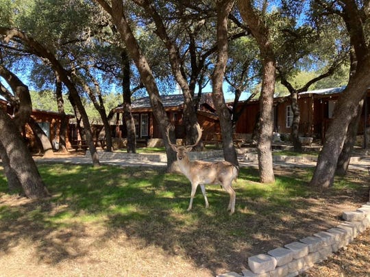 A deer hangs around the cabin area of the Exotic Resort Zoo. The cabins are for several people and have a kitchen area and outdoor grill.