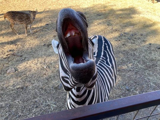 A zebra eagerly awaits some food on a guided tour at the Exotic Resort Zoo in Johnson City, Texas.