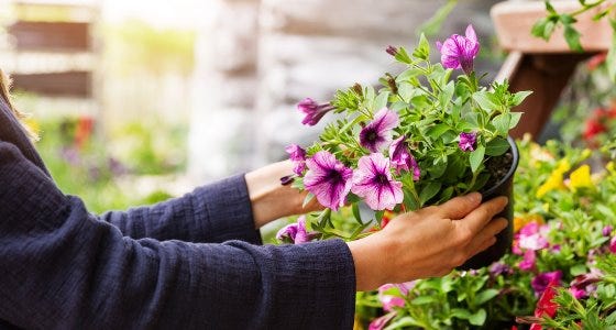 Why you should wait to plant annuals in your garden