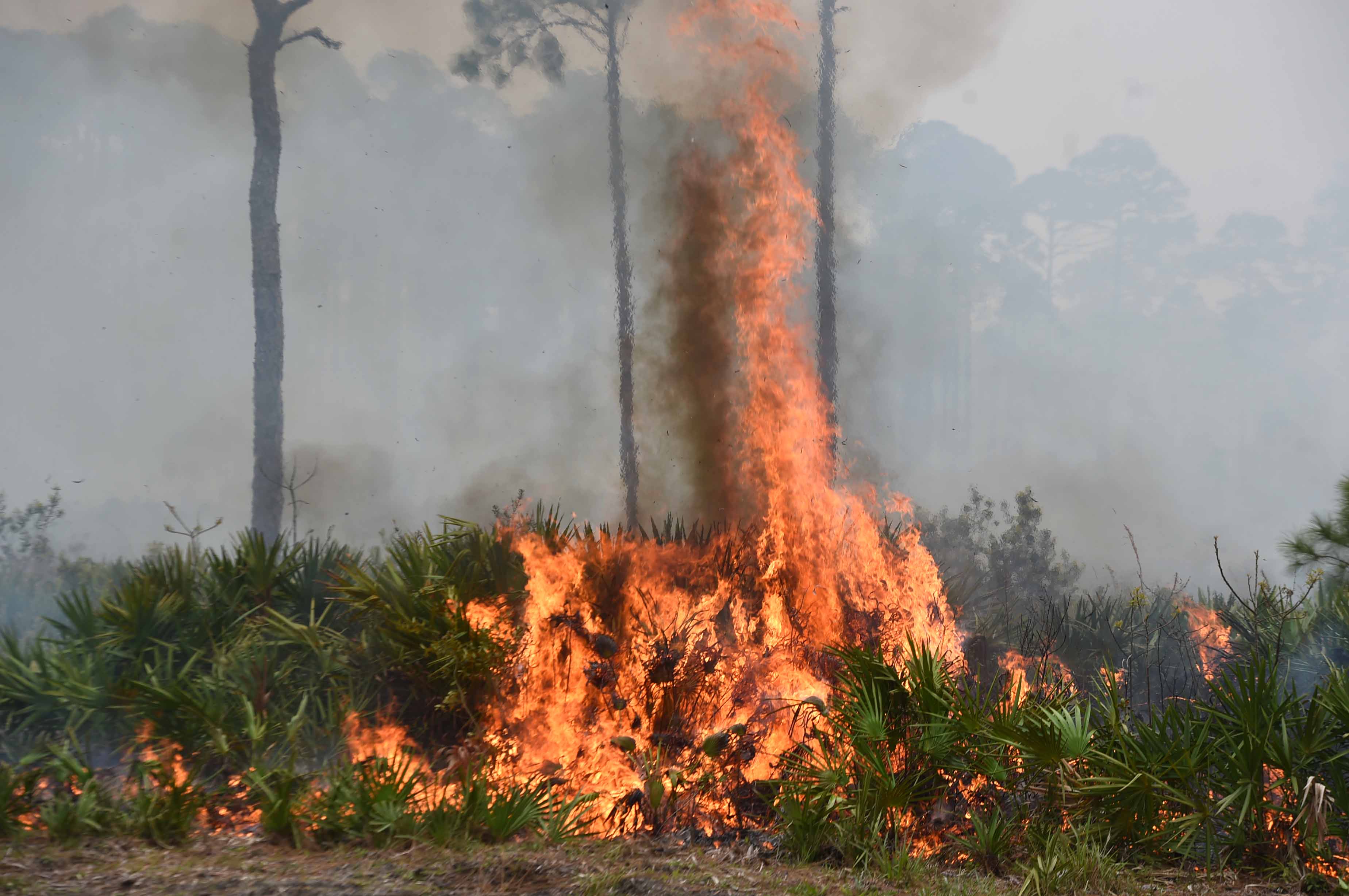 PHOTOS: Prescribed burn at Topsail Hill Preserve State Park