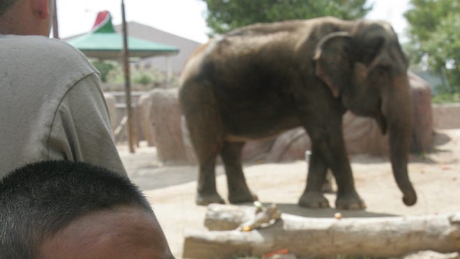 Elephant News From 1 Elephant News Elephant News From 1 Elephant News