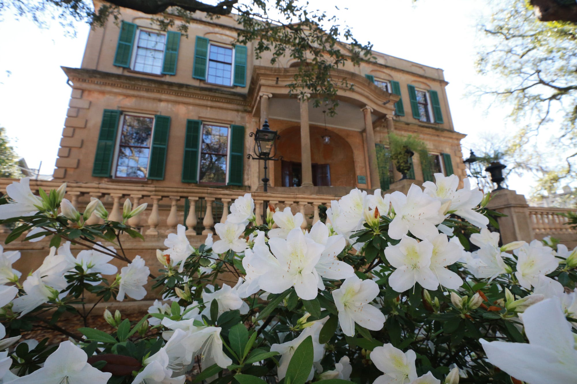 Savannah in springtime Azaleas in full bloom