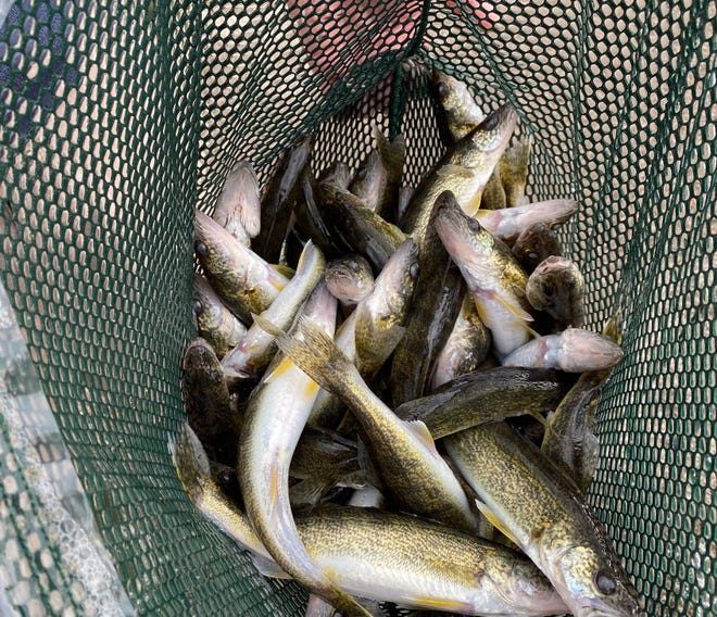 Extended growth walleye fingerlings are held in a net at a Wisconsin state fish hatchery.