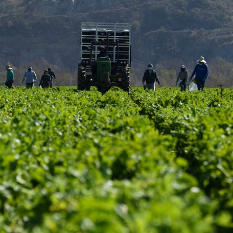 Farmworkers wear face masks while harvesting curly mustard in a field on February 10, 2021 in Ventura County, California. - The United Farm Workers (UFW) union is urging state and local governments to greater prioritize Covid-19 vaccines for farmworkers and perform outreach activities to help workers who often lack technology access to sign up for vaccinations. Essential workers in agriculture and meatpacking are often subjected to conditions where social   distancing is not possible, combined with additional risk factors increasing the community spread of the virus including low wages, multigenerational households, a lack of coronavirus testing, and fear of losing their jobs if they believe they are sick. As of February 10, California has 3,362,981 confirmed cases of Covid-19, with 44,995 deaths according to a state database, which lists Latinos as 55 percent of all cases and 46 percent of all deaths - while only 39 percent of the population. (Photo by Patrick T. FALLON / AFP) (Photo by PATRICK T. FALLON/AFP via Getty Images) ORG XMIT: 0 ORIG FILE ID: AFP_92Q2PT.jpg