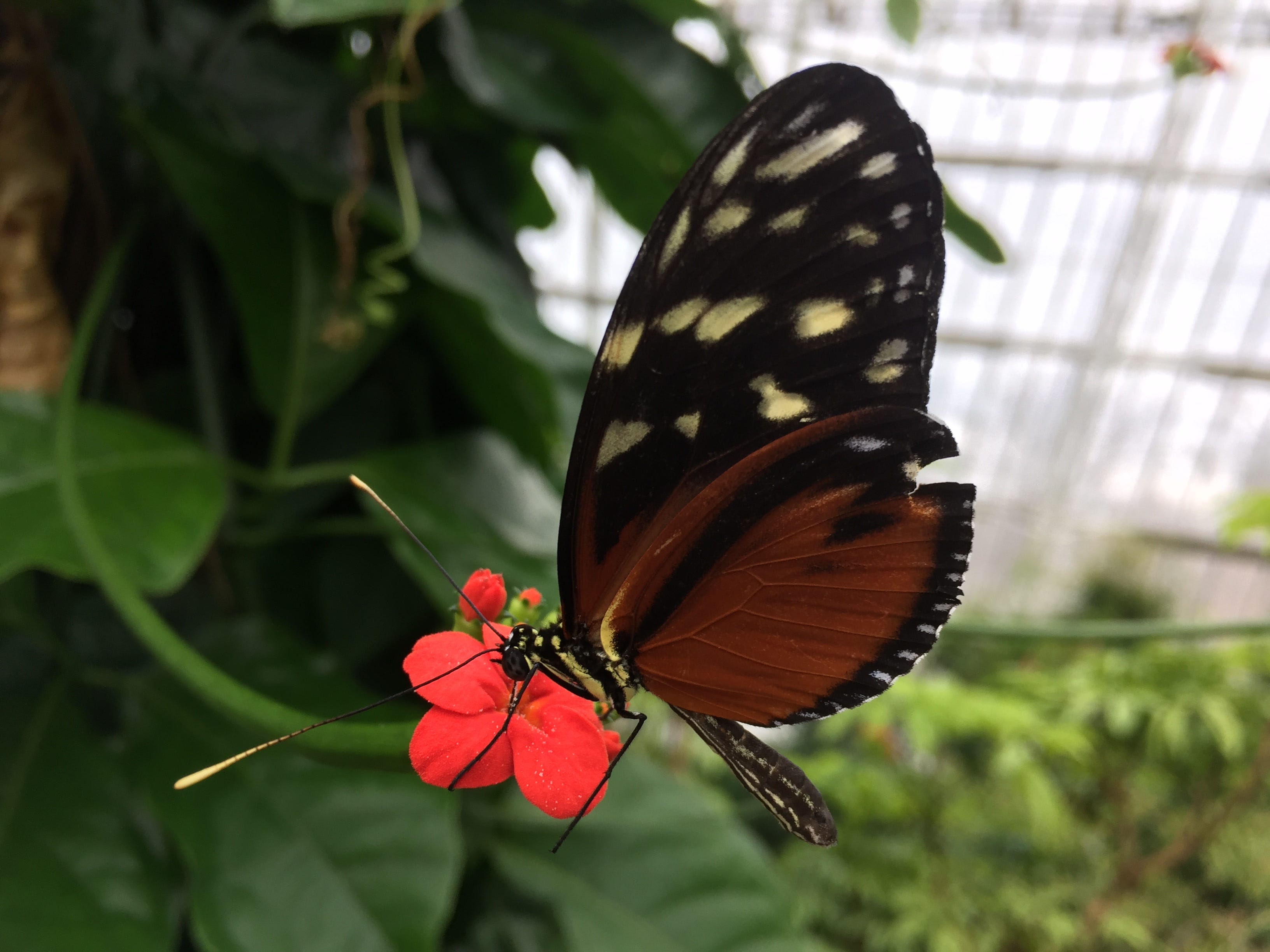 Cleveland Botanical Garden to offer kidfriendly butterfly releases