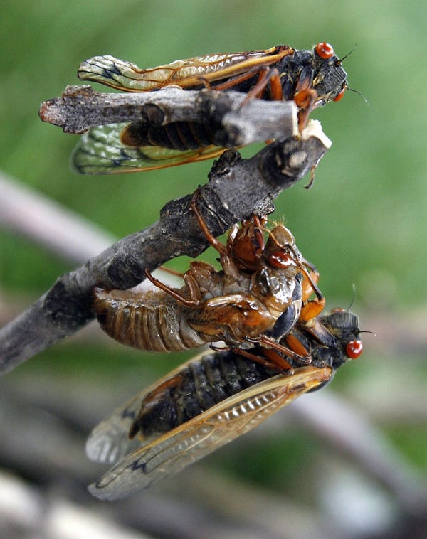 Northern Illinois 17 Year Cicadas 2025 Alida Madeleine