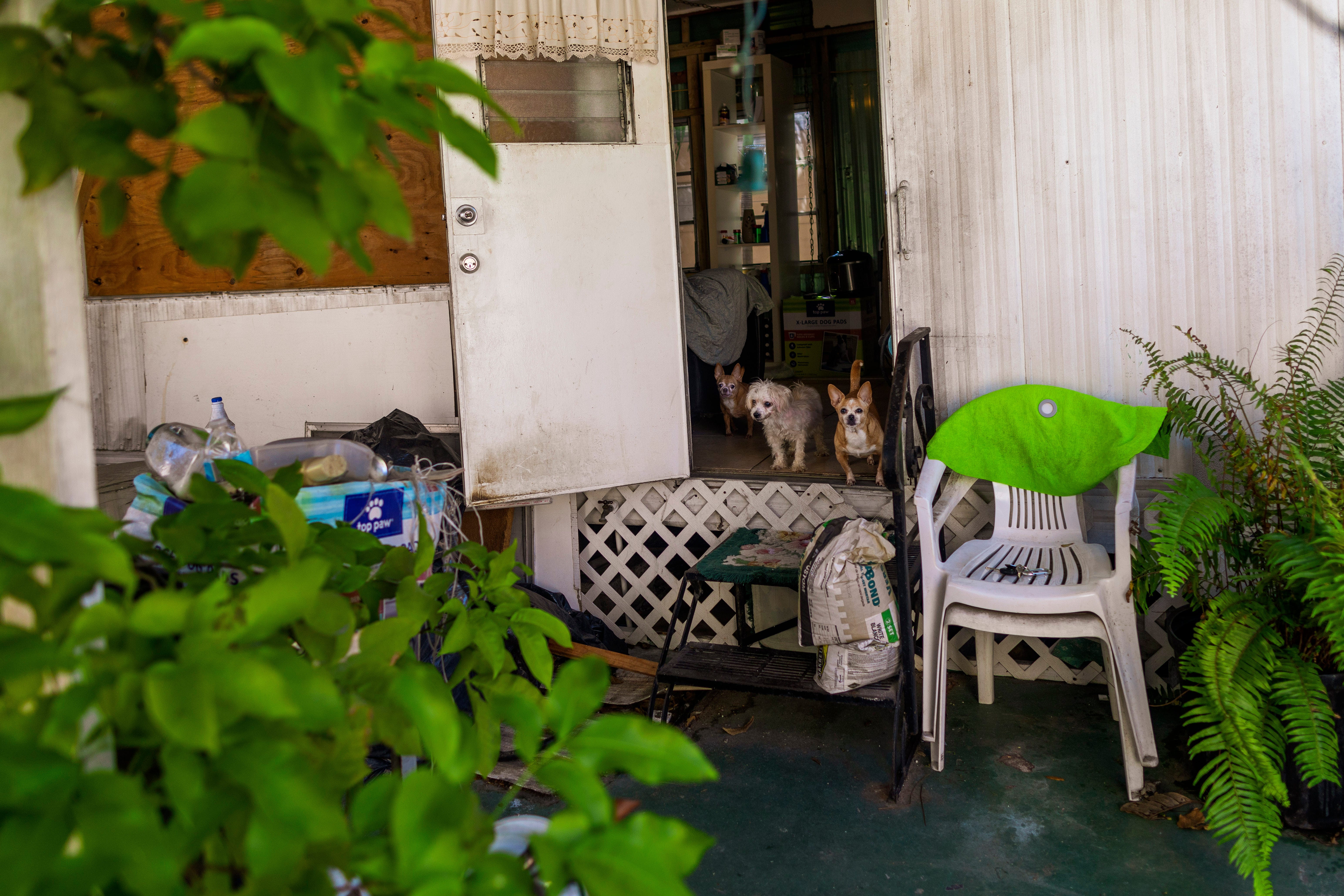 Elsa Romero shares her home with three dogs.