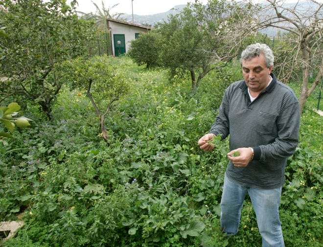 Sal Ferrante explica os detalhes de uma planta de borragem comestível em 31 de janeiro de 2005, em Palermo, Sicília.