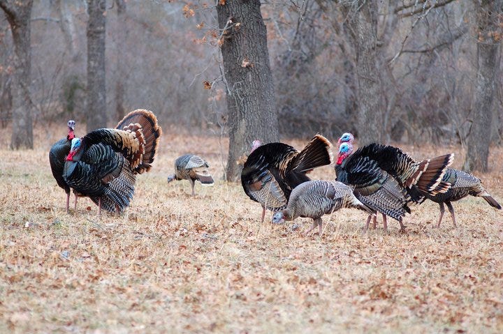 The Wild Turkey Population Is Down Drastically In Western Oklahoma