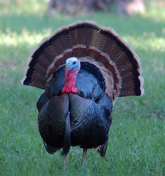 The Wild Turkey Population Is Down Drastically In Western Oklahoma