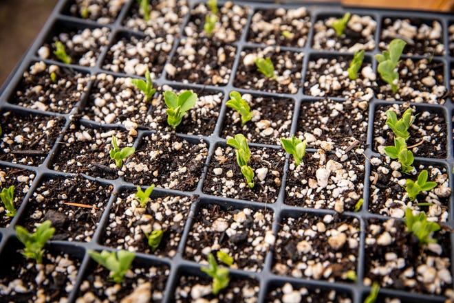 Tiny tendril starts poke through the soil after beginning germination in the greenhouse. 