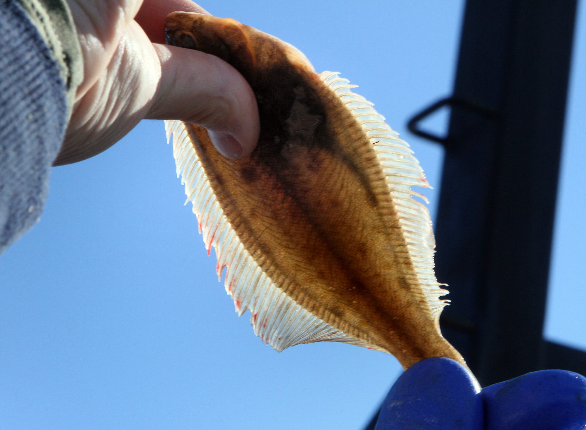 RI fishermen could count on winter flounder until species collapsed