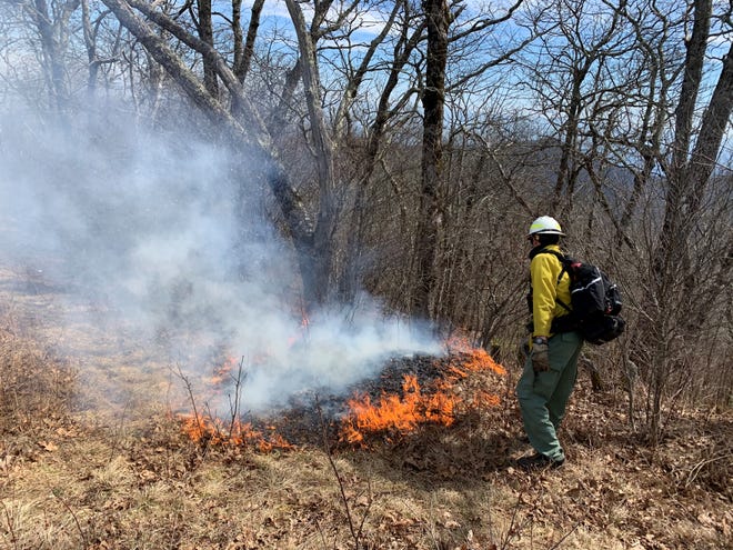 A U.S. Forest Service firefighter conducts a prescribed burn March 10 in the Nantahala National Forest. The Pisgah Ranger District planned a controlled burn for 1,000 acres in Transylvania County Feb. 15.