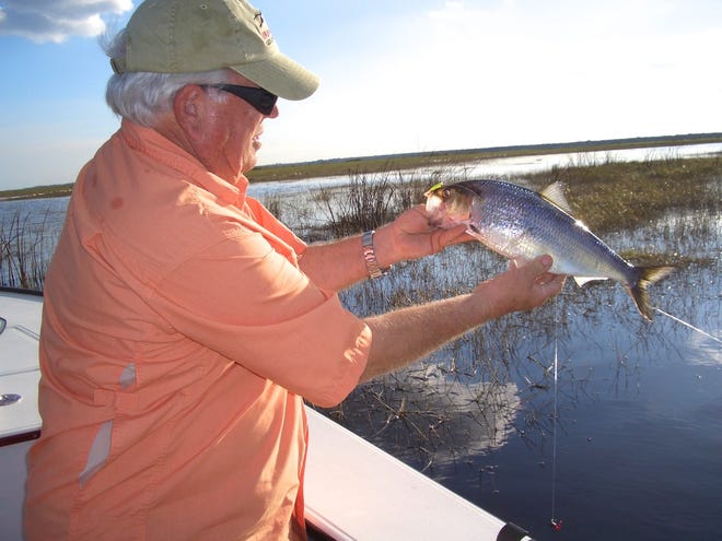 Titusville shad angler Phil Woodham shows off a typical-size St. Johns River American shad before releasing it.