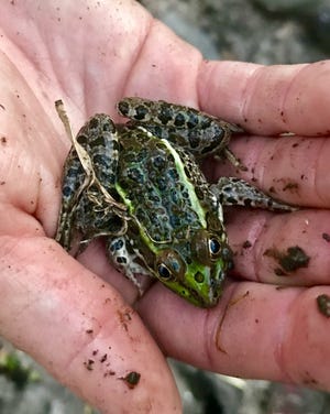 Les grenouilles léopards Chiricahua sont normalement vert olive à vert foncé avec des taches de charbon de bois. Mais sous certaines conditions, ils peuvent assombrir leur peau comme moyen de camouflage, selon le Center for Biological Diversity.