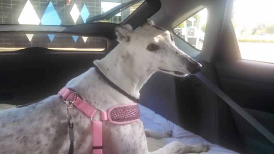 Sweetie, a greyhound, is "the prettiest girl in Illinois!"
