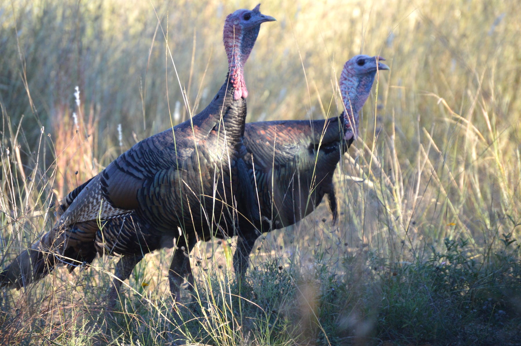 Leggett Texas Turkey Season Should Be Excellent Thanks To Good Breeding