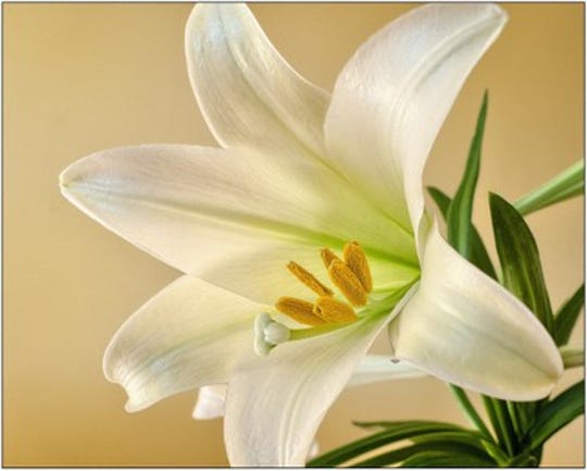 If you get an Easter Lily this weekend, soak it inside until it starts to fade, then plant it outside for a second bloom.