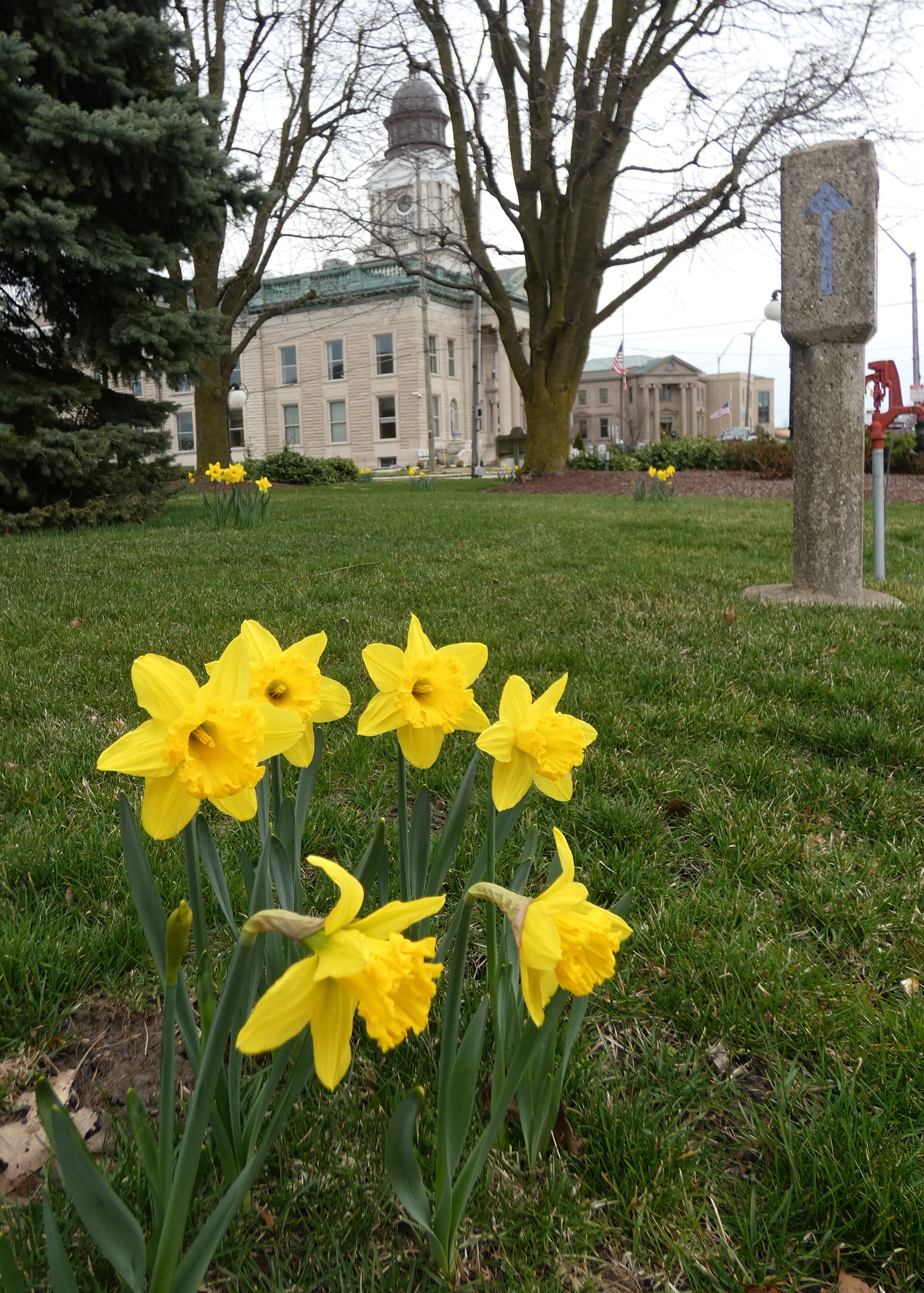 10,000 daffodils planted for Bucyrus Bicentennial begin blooming