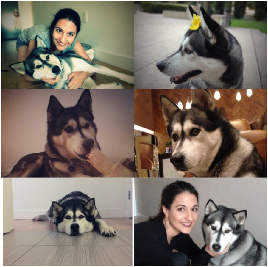 Aitana Vargas of Los Angeles claims in a federal lawsuit that her 10-year-old Siberian Husky named Lolita developed a cancerous lump on the neck after wearing a Seresto flea and tick collar.