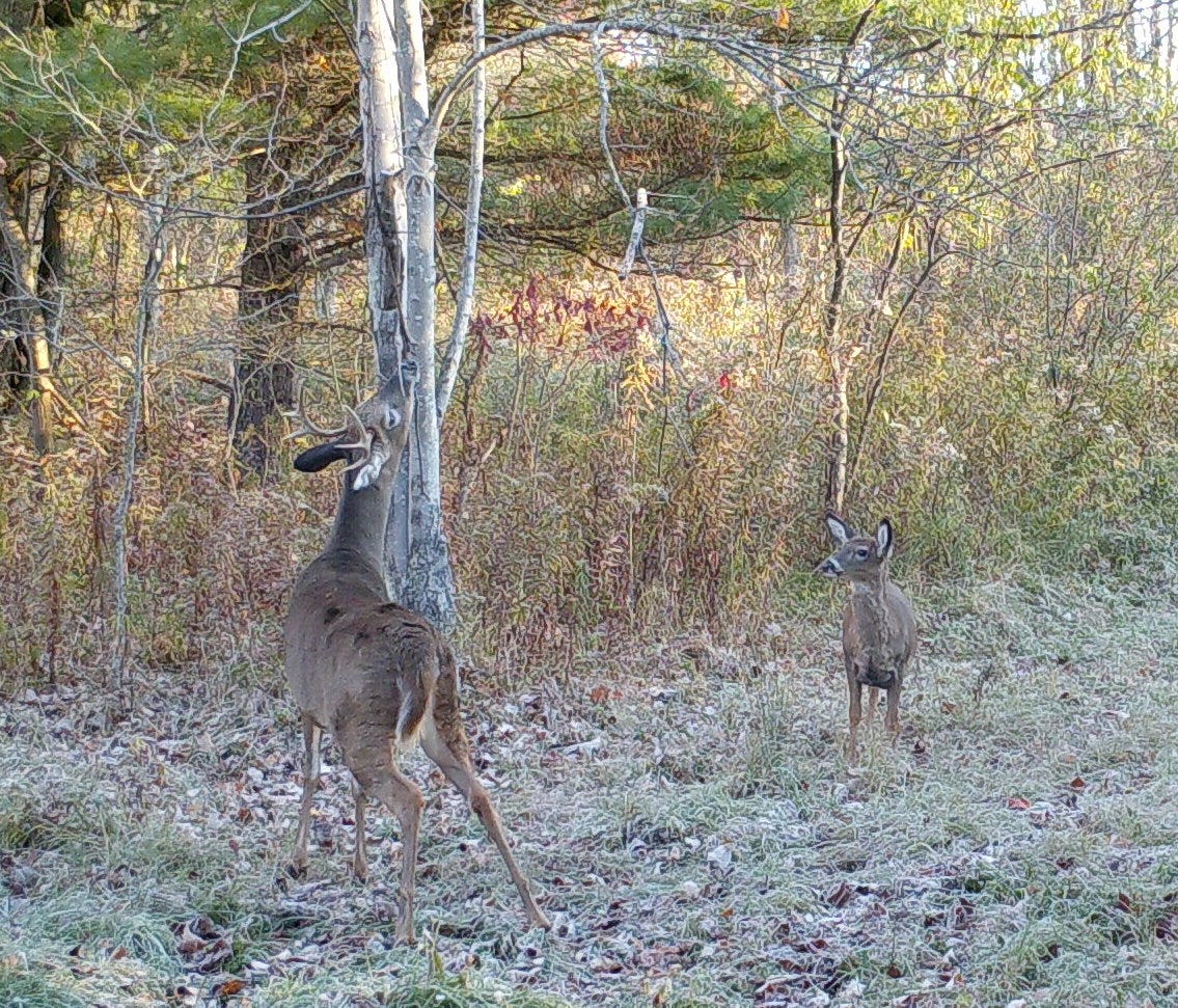 2021 Deer Hunting Prediction: One Moon, Two Ruts Again