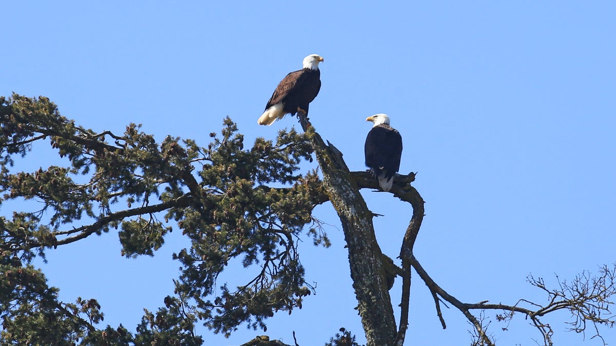 American bald eagles American bald eagles