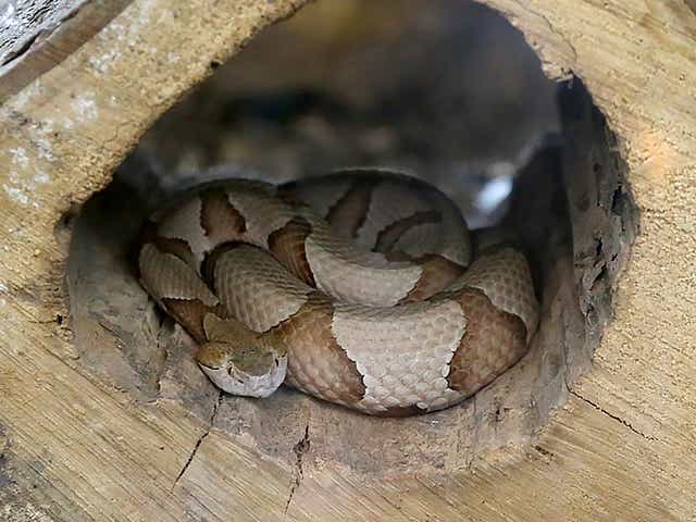 Six Snakes In Arkansas Are Venomous How To Protect Yourself And Them